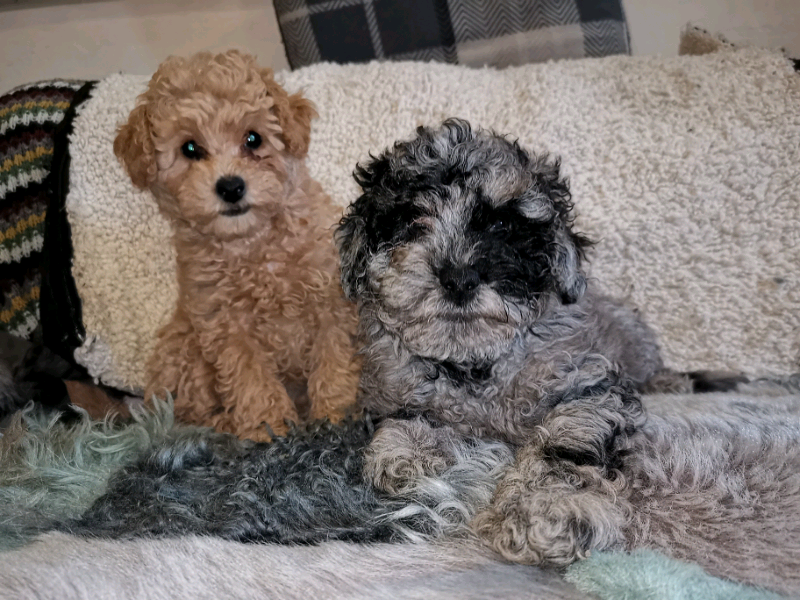 gumtree cavapoo puppies
